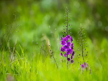 Dziewanna fioletowa - zdjęcie 2