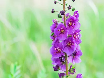 Dziewanna fioletowa - zdjęcie 3