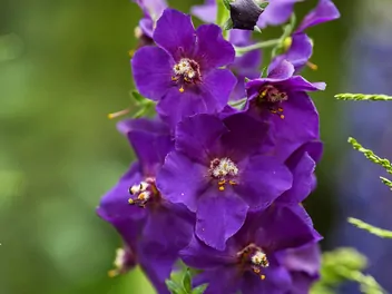 Dziewanna fioletowa - zdjęcie 4