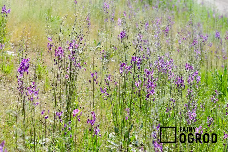 Dziewanna fioletowa - zdjęcie 5