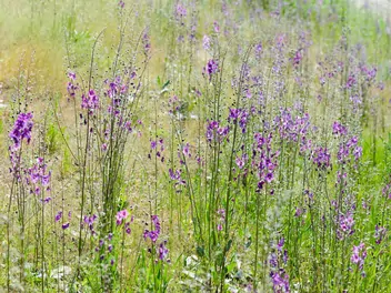 Dziewanna fioletowa - zdjęcie 5