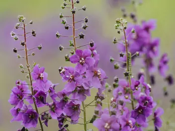 Ilustracja rośliny dziewanna fioletowa