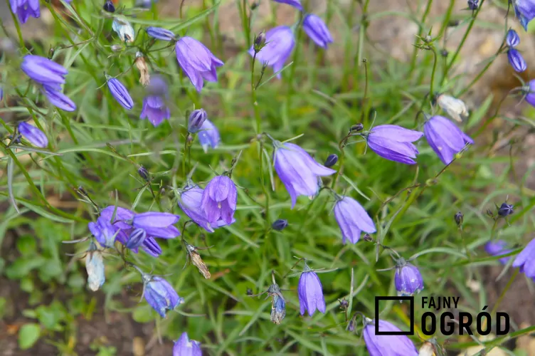 Dzwonek okrągłolistny