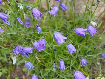 Dzwonek okrągłolistny - zdjęcie 2