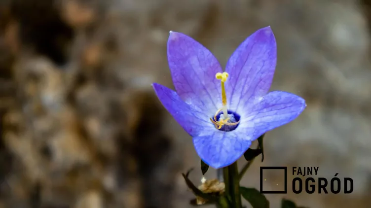 Dzwonek okrągłolistny