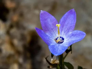 Dzwonek okrągłolistny - zdjęcie 3