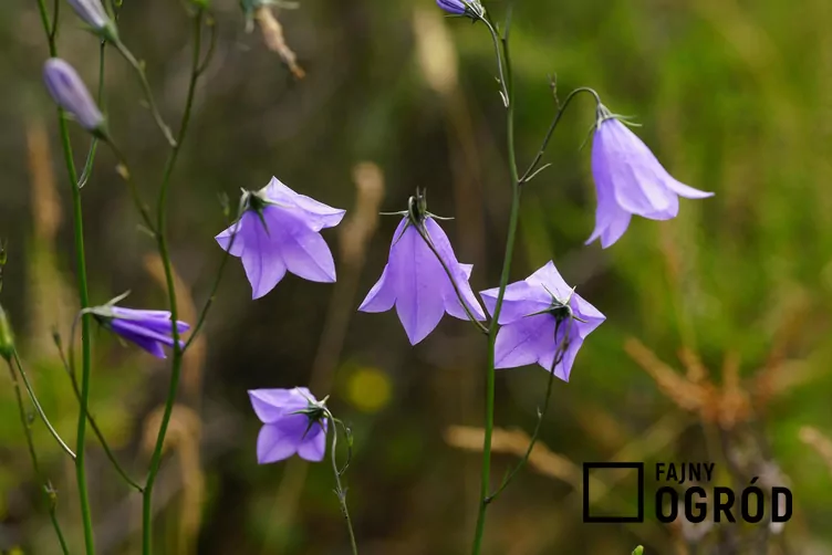 Dzwonek okrągłolistny