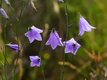 Dzwonek okrągłolistny - zdjęcie 4
