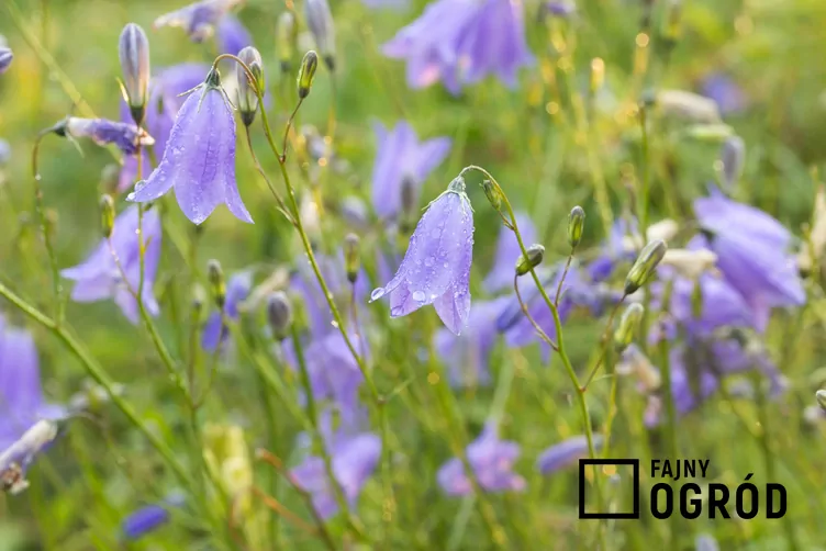 Dzwonek okrągłolistny - zdjęcie 5