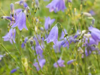 Dzwonek okrągłolistny - zdjęcie 5