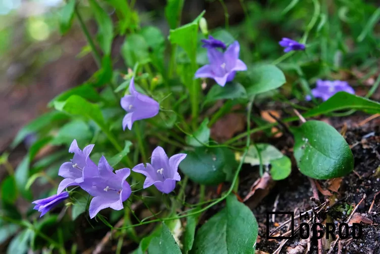 Dzwonek okrągłolistny