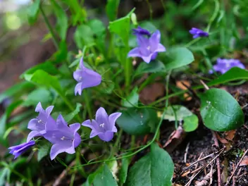 Ilustracja rośliny dzwonek okrągłolistny