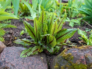 Ilustracja rośliny szczaw gajowy