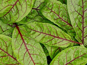 Szczaw gajowy - zdjęcie 2