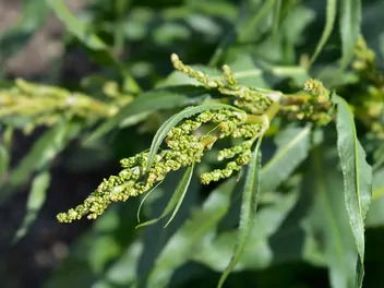 Szczaw gajowy - zdjęcie 4