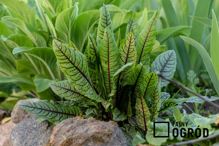 Szczaw gajowy - zdjęcie 5