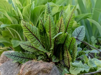 Szczaw gajowy - zdjęcie 5