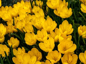 Krokus żółty - zdjęcie 2