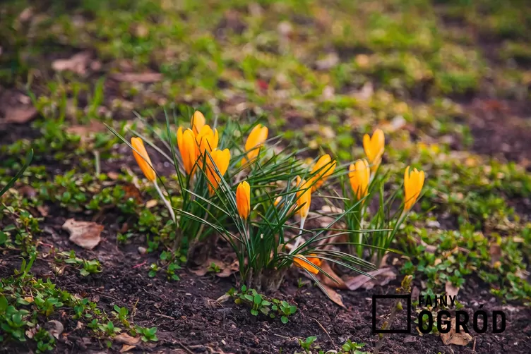 Szafran żółtokwiatowy