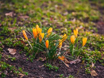 Krokus żółty - zdjęcie 3