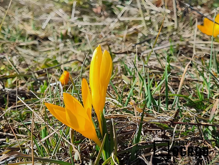 Krokus złocisty