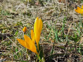 Krokus żółty - zdjęcie 4