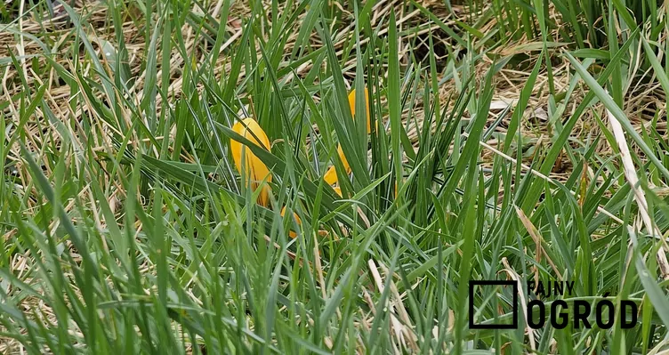 Krokus żółty - zdjęcie 5