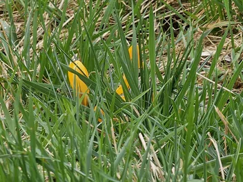 Krokus żółty - zdjęcie 5