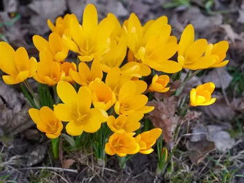 Ilustracja rośliny krokus żółty