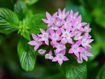 Ilustracja rośliny piątak lancetowaty