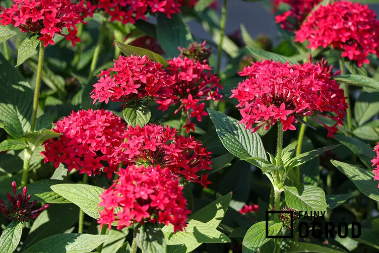 Piątak lancetowaty Piątak lancetowaty