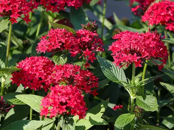 Piątak lancetowaty - zdjęcie 2