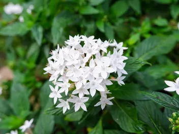 Piątak lancetowaty - zdjęcie 3