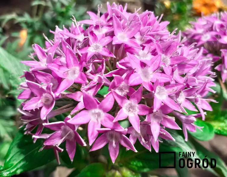 Piątak lancetowaty Piątak lancetowaty