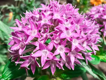 Piątak lancetowaty - zdjęcie 4