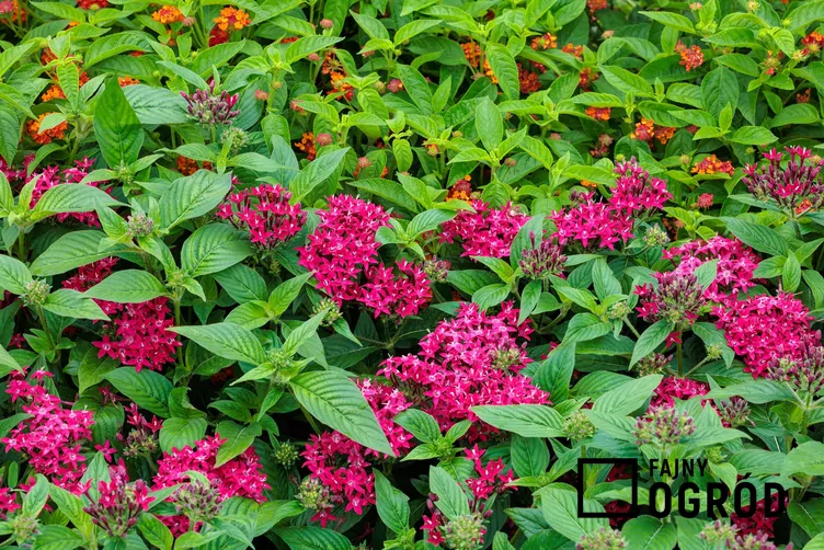 Piątak lancetowaty - zdjęcie 5 Piątak lancetowaty - zdjęcie 5