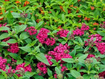 Piątak lancetowaty - zdjęcie 5