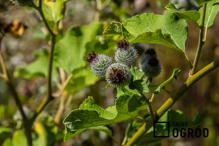 Łopian pajęczynowaty