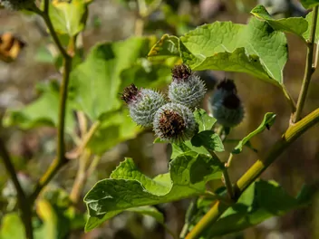 Łopian pajęczynowaty - zdjęcie 2