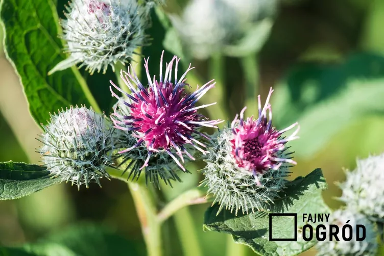 Łopian pajęczynowaty