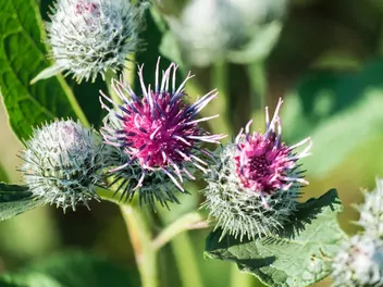 Łopian pajęczynowaty - zdjęcie 3