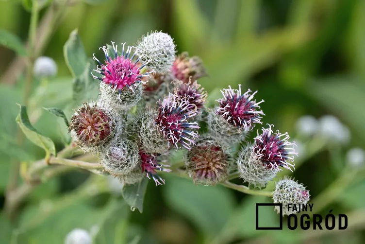 Łopian pajęczynowaty