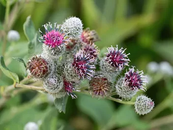 Łopian pajęczynowaty - zdjęcie 4