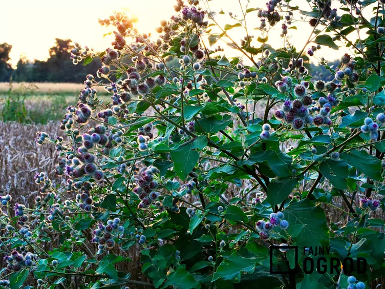 Łopian pajęczynowaty - zdjęcie 5