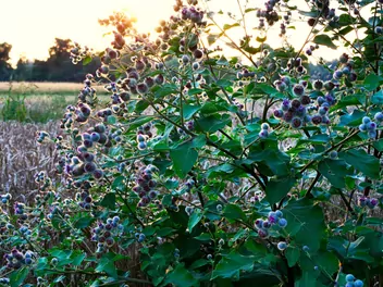 Łopian pajęczynowaty - zdjęcie 5