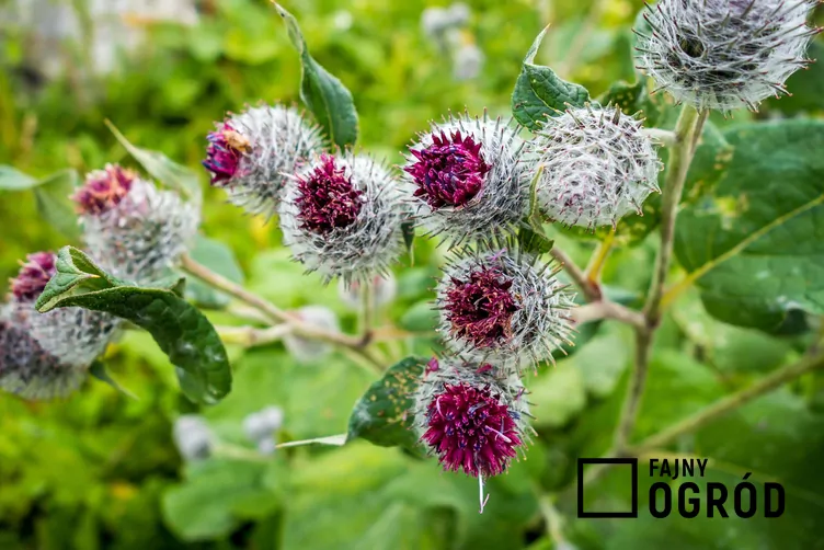 Łopian pajęczynowaty