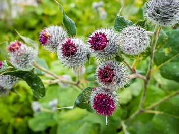 Ilustracja rośliny łopian pajęczynowaty