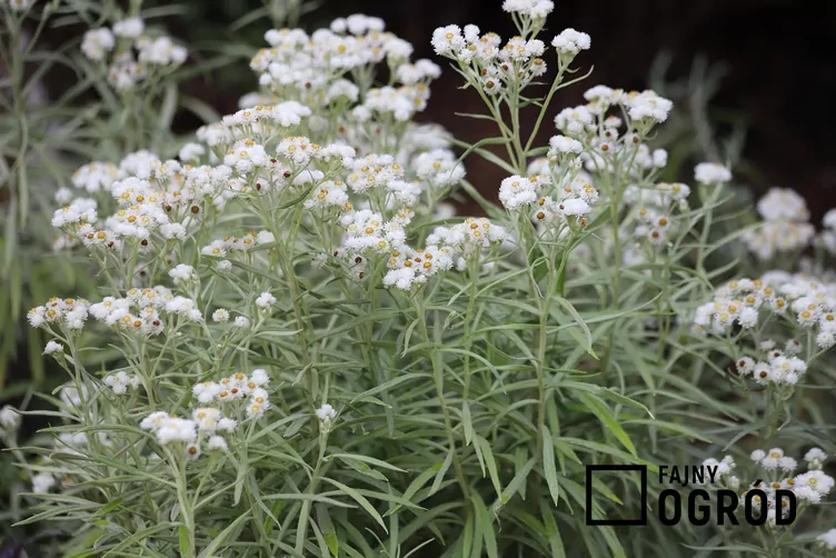 Wiechliniec perłowy