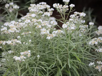 Anafalis perłowy - zdjęcie 2