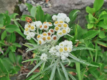 Anafalis perłowy - zdjęcie 3